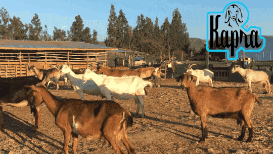 La fuente de nuestros productos nace en el interior de Ovalle junto a sus crianceros y ganado caprino