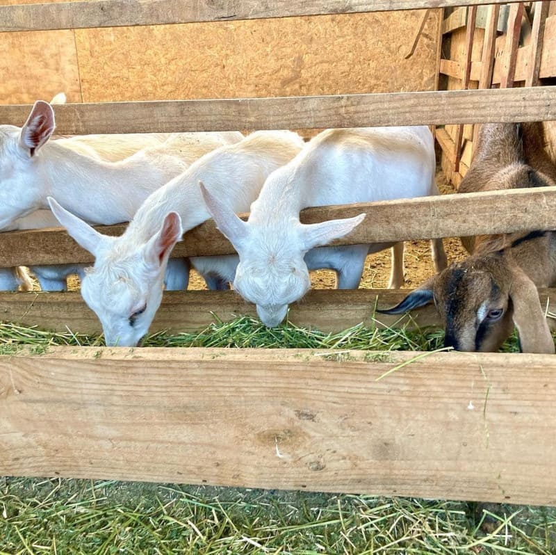 La base de una buena alimentación caprina está en Kapra SpA.